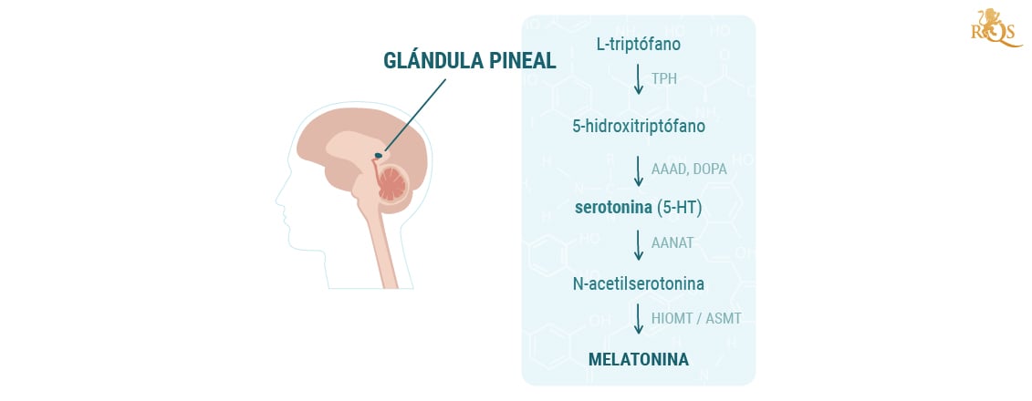 El impacto de la marihuana en la glándula pineal