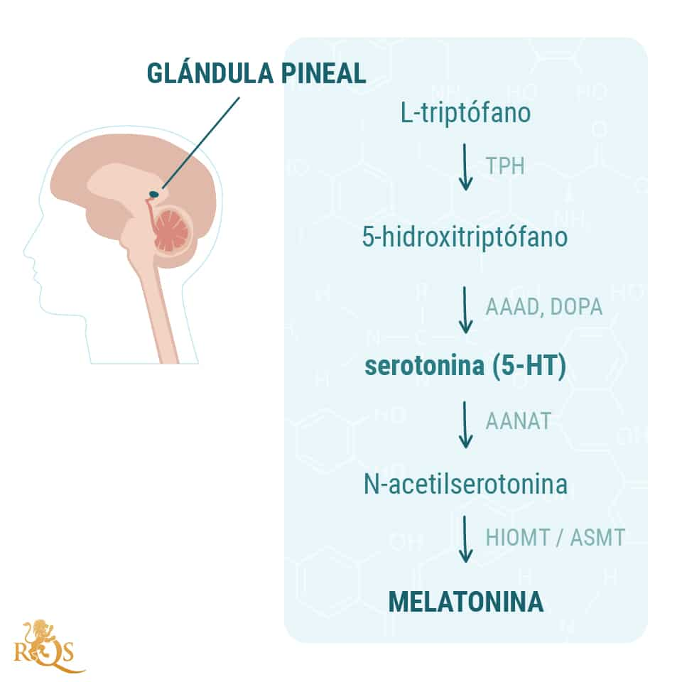 El impacto de la marihuana en la glándula pineal