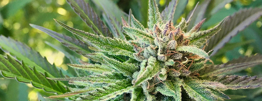 Pineapple Kush 