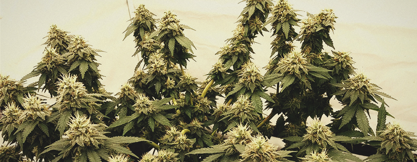 Pineapple Kush Pineapple Kush