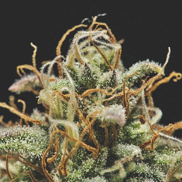 Cosechar marihuana: Encuentra el momento adecuado - Royal Queen Seeds