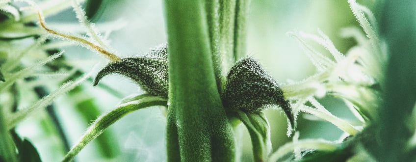 Pistils Example Cannabis Plant