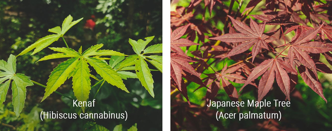 Plantas con aspecto similar al cannabis