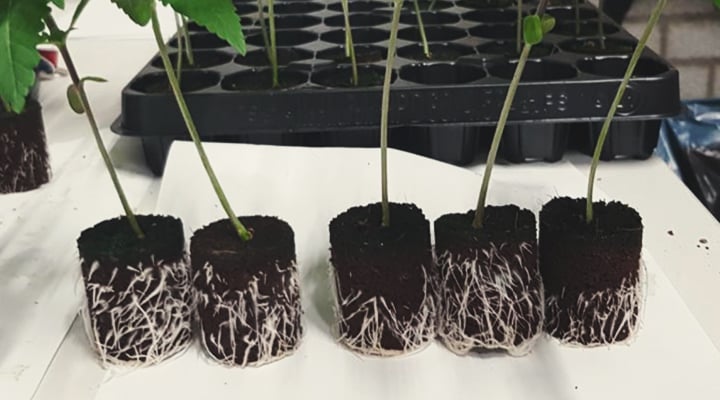 RQS Soil Plugs RQS Soil Plugs