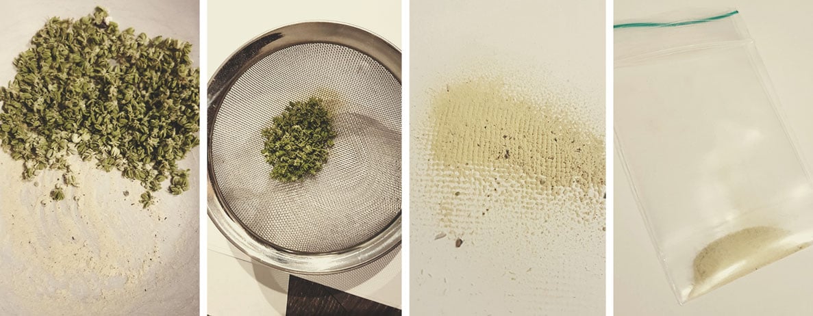 Cómo recoger polen de cannabis