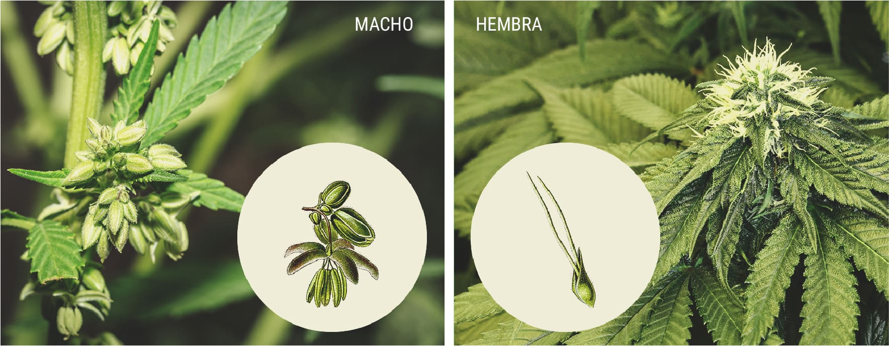 Cómo identificar las plantas de marihuana macho