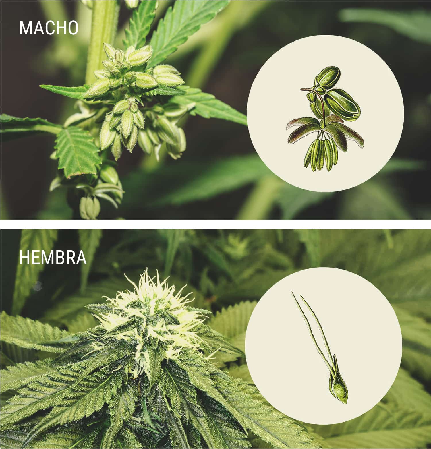 Cómo identificar las plantas de marihuana macho