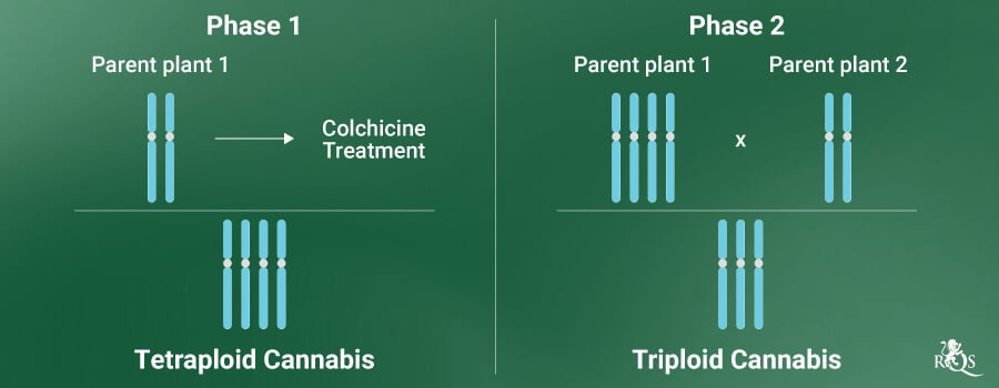 Polyployd Cannabis