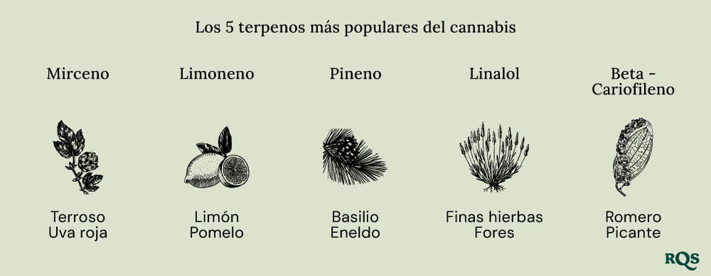 Popular terpenes cannabis