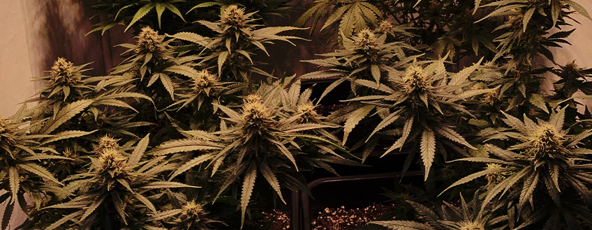 Power Flower Power Flower