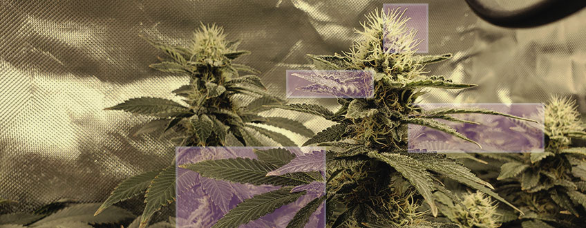 ¿Qué Hace Que El Cannabis Se Vuelva Violeta?