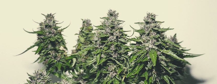 Purple Queen Auto Purple Queen Auto