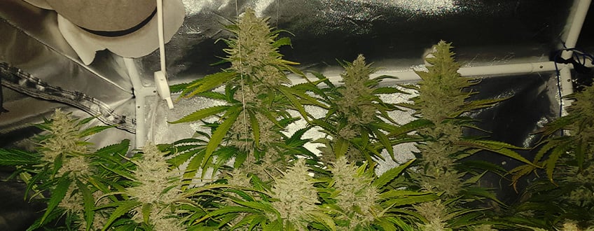 Purple Queen Purple Queen