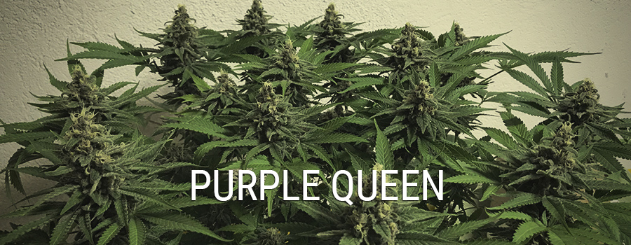 Purple Queen Purple Queen