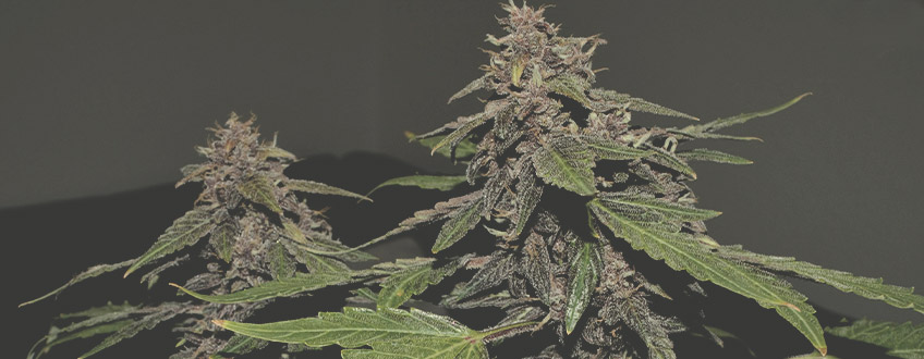 Purplematic CBD Purplematic CBD