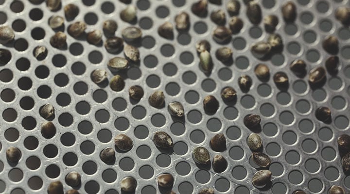 Proceso de control de calidad de Royal Queen Seeds: paso a paso