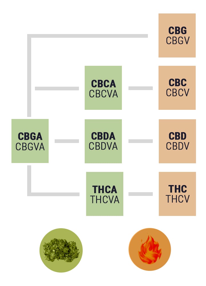 Por qué añadir marihuana cruda en tu dieta