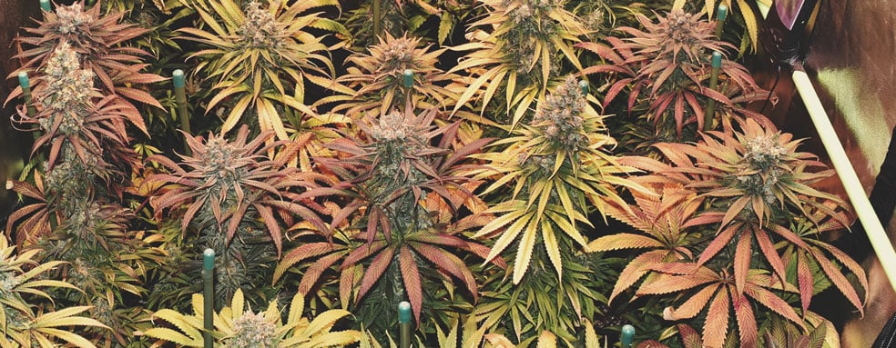 ¿Qué tonalidades puede tener el cannabis?
