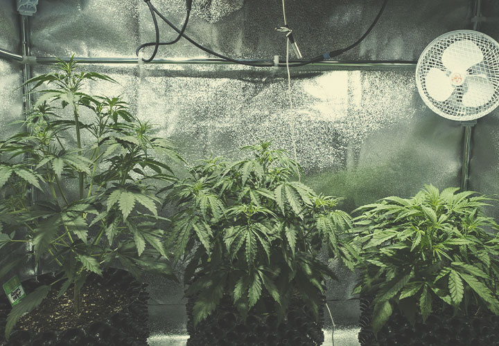 Cómo calcular los gastos de funcionamiento de tu cuarto de cultivo Cómo calcular los gastos de funcionamiento de tu cuarto de cultivo