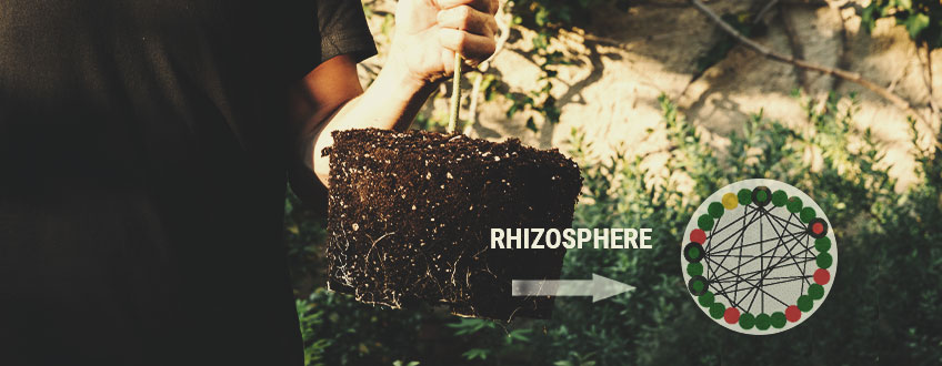 LA IMPORTANCIA DE LA RIZOSFERA LA IMPORTANCIA DE LA RIZOSFERA
