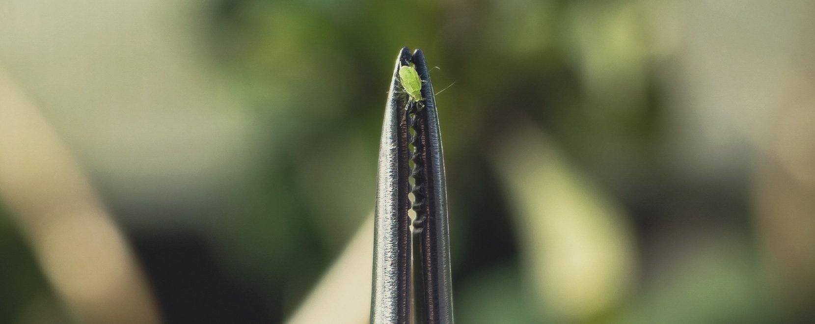 Comment détecter les dégâts des pucerons des racines