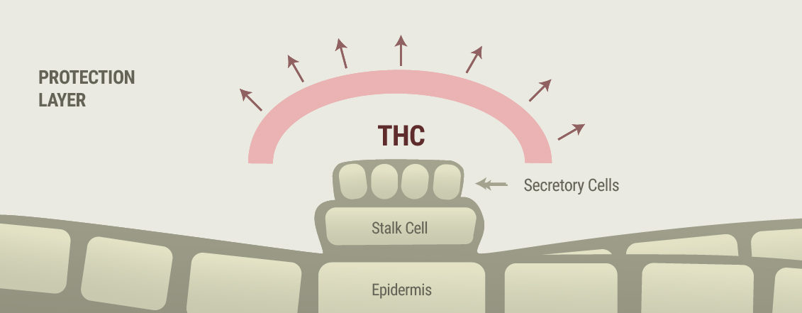 Cannabis and Rosacea Symptoms