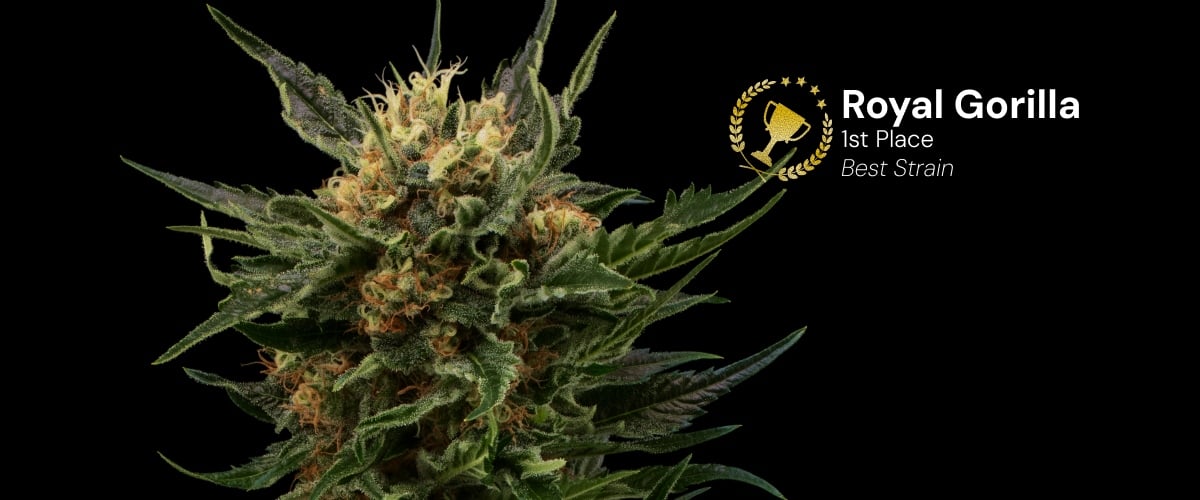 Cogollo de cannabis Royal Gorilla premiado como mejor variedad en primer lugar con flores densas y resinosas y pistilos naranjas sobre fondo negro