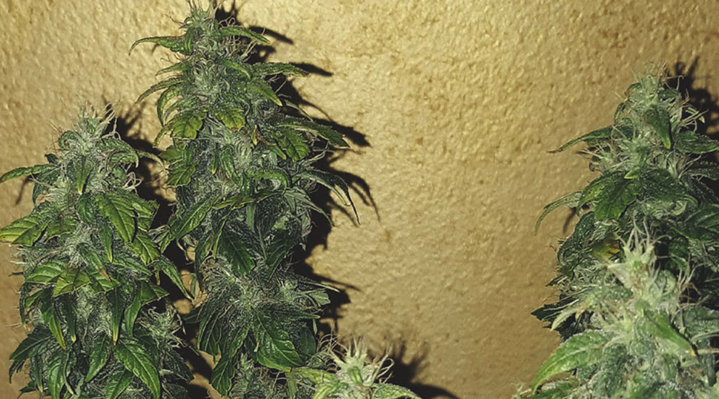 Royal CBDV Auto Royal CBDV Auto