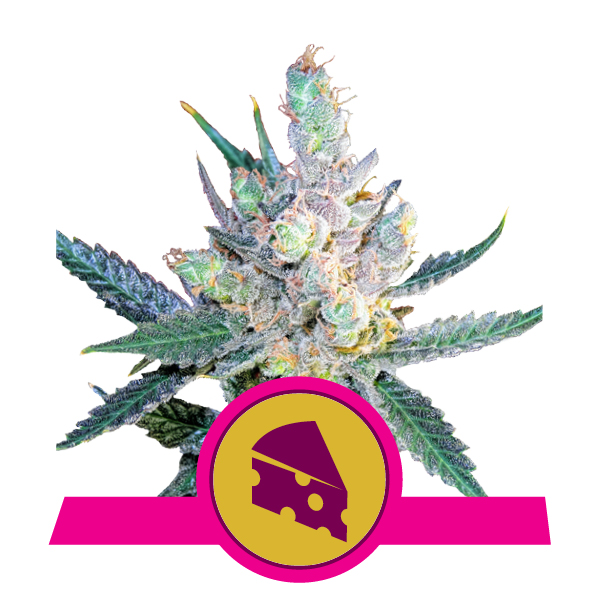 Royal Cheese Fast Flowering Royal Cheese Fast Flowering