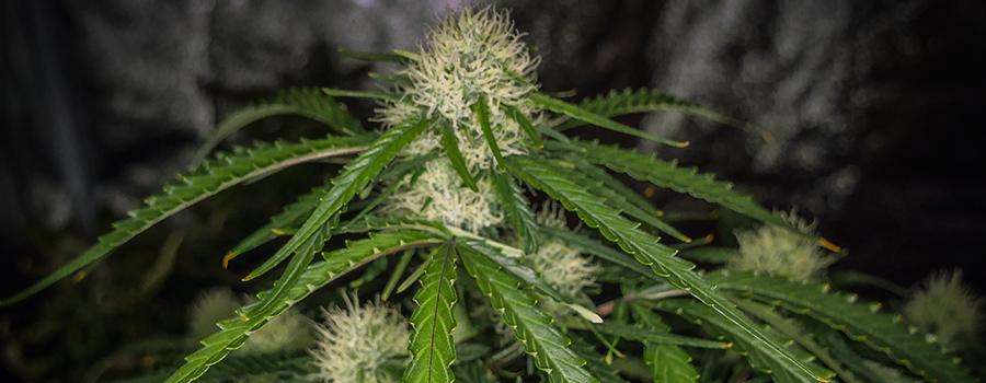 Royal Cookies Auto Royal Cookies Auto