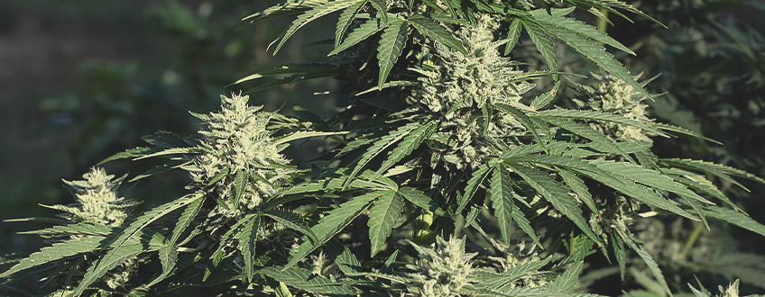 Royal Cookies Automatic Royal Cookies Automatic