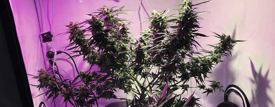 Royal Critical Auto