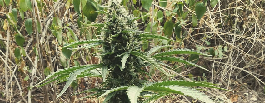 Royal Critical Auto Royal Critical Auto