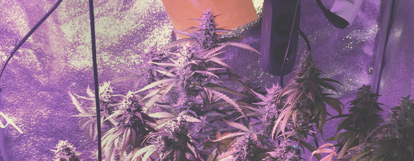 Royal Gorilla Auto Royal Gorilla Auto