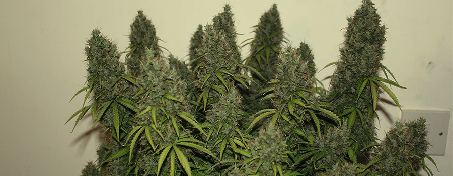 Royal Jack Auto Royal Jack Auto