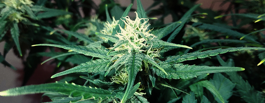 Royal Jack Auto Royal Jack Auto