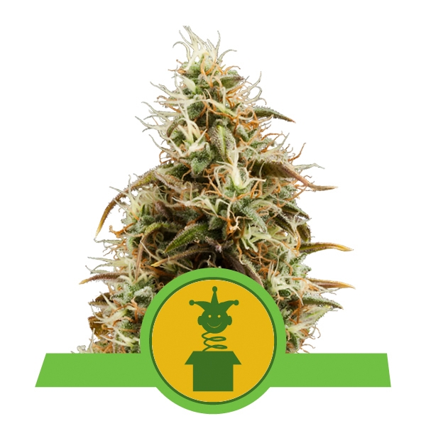 Compra Royal Jack Automatic Compra Royal Jack Automatic