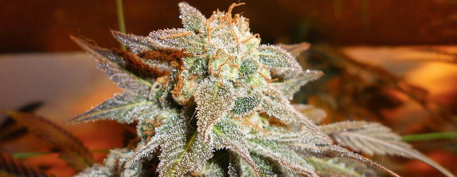 Royal Moby Cannabis Climas Cálidos Royal Moby Cannabis Climas Cálidos
