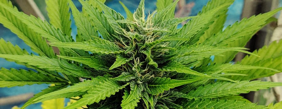Royal Moby feminizada muy detallada foto de la planta de cannabis
