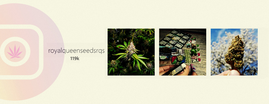 Royal Queen Seeds Royal Queen Seeds