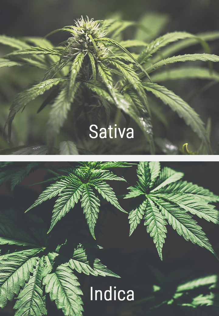 Cómo responden las cepas sativa al fotoperiodo Cómo responden las cepas sativa al fotoperiodo