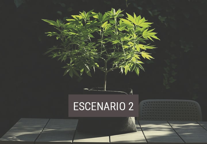 Escenario 2: cómo mover las plantas de interior al exterior para que florezcan