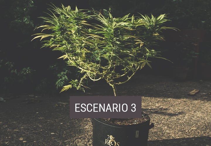 Escenario 3: cómo mover las plantas de interior al exterior temporalmente