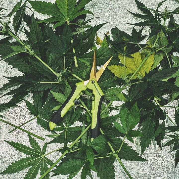 Defoliation – A High Risk Way To Increase Yield
