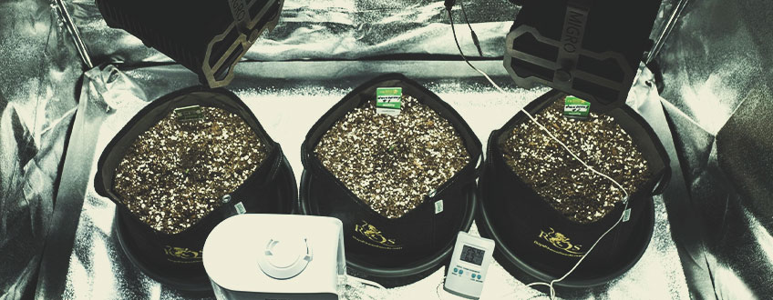 ASPECTOS BÁSICOS: OPTIMIZAR LA LUZ, LA TEMPERATURA Y LA HUMEDAD PARA LAS PLÁNTULAS DE CANNABIS ASPECTOS BÁSICOS: OPTIMIZAR LA LUZ, LA TEMPERATURA Y LA HUMEDAD PARA LAS PLÁNTULAS DE CANNABIS