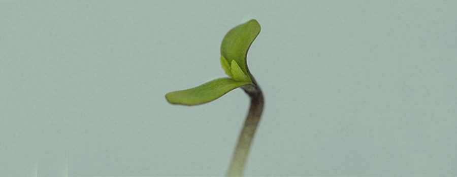 ETAPA 2: PLÁNTULA (2 SEMANAS) ETAPA 2: PLÁNTULA (2 SEMANAS)