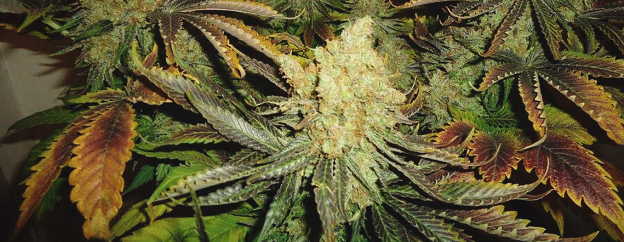 Shining Silver Haze Shining Silver Haze