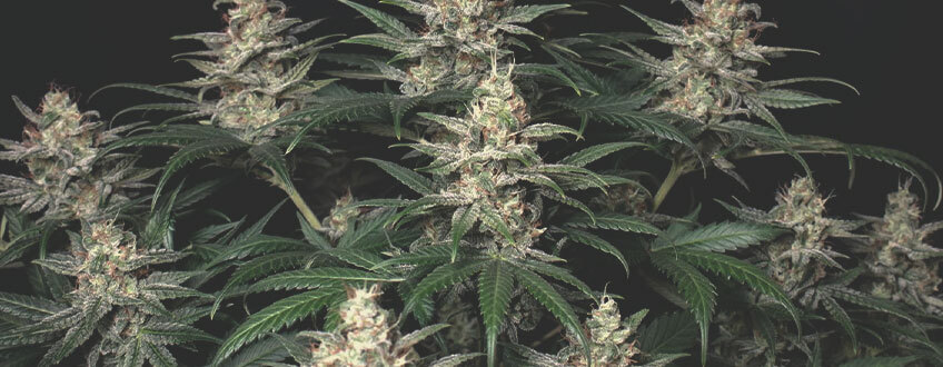 Top 10 de cepas de cannabis más productivas (Actualizado Top 10 de cepas de cannabis más productivas (Actualizado