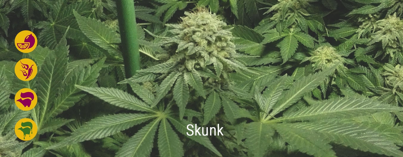 Las mejores variedades de marihuana Skunk