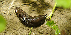 Slug in garden